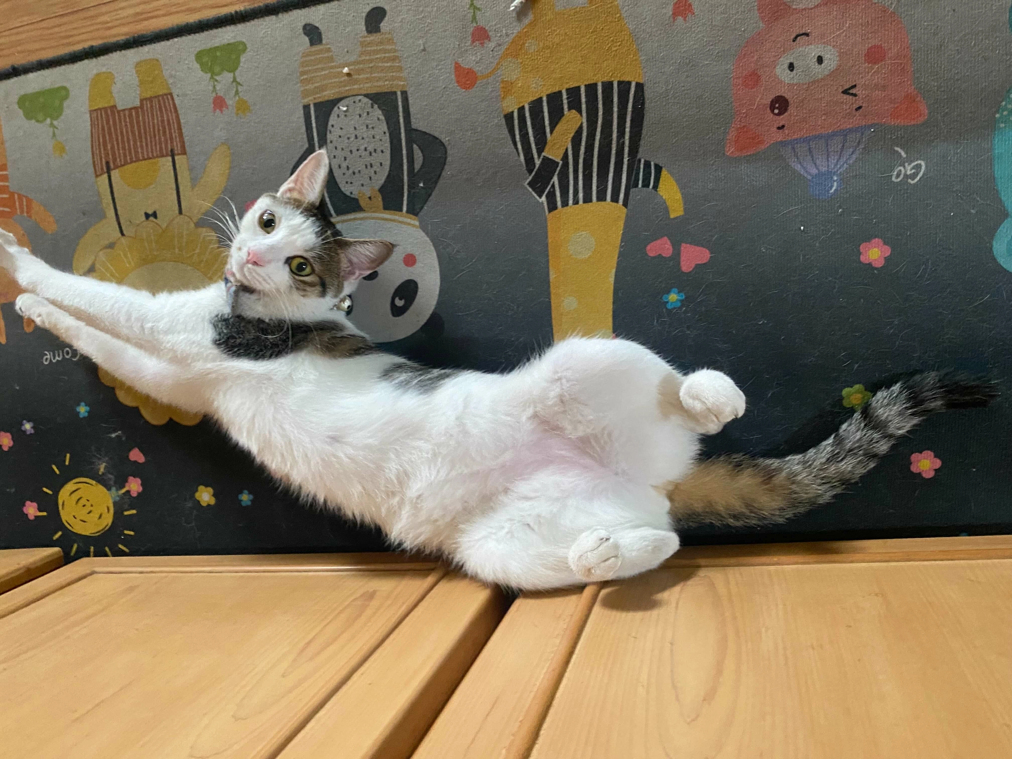 這是一個測試的主題導覽