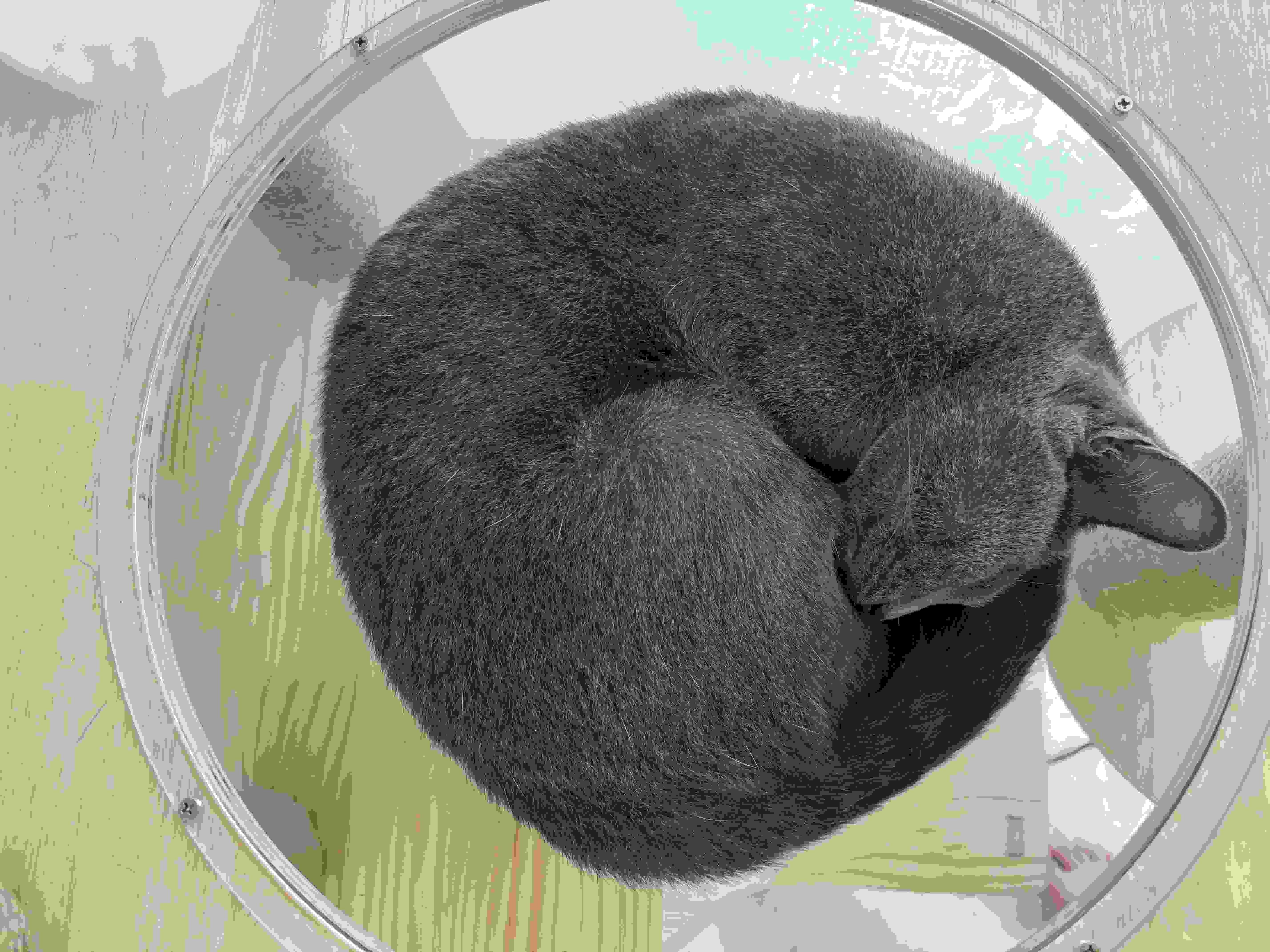 👉👉👉 "貓貓一號!@#$%^"""