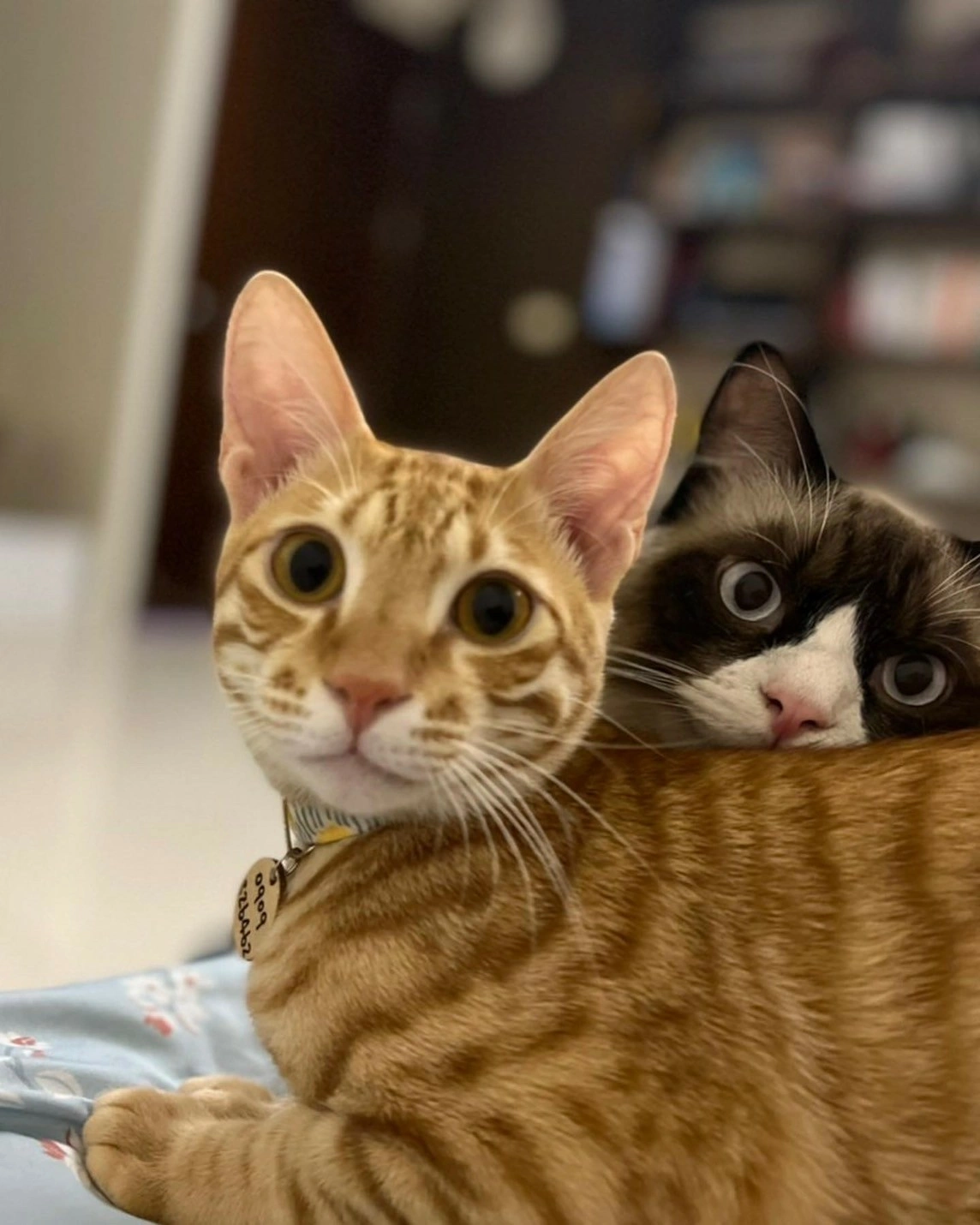 搜尋測試-GbzLAJHY-Rv6ibNATPQ79BY