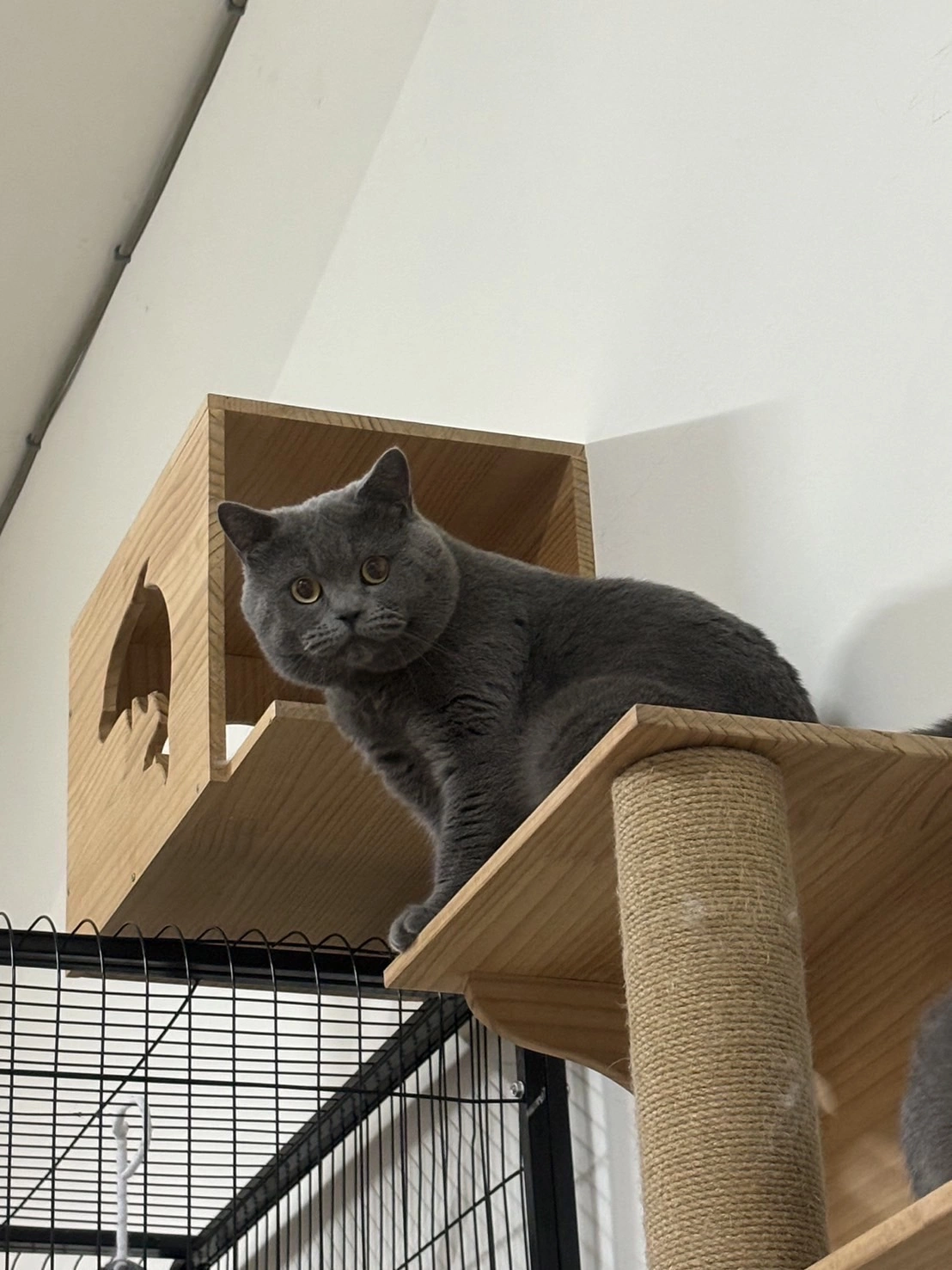 👉👉👉 "貓貓一號!@#$%^"""